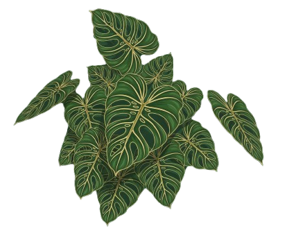 Elegáns filodendron levelek